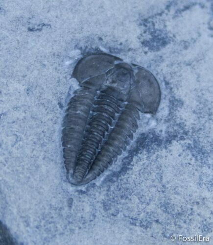 Kendalina Trilobite - McKay Group Of BC #2417